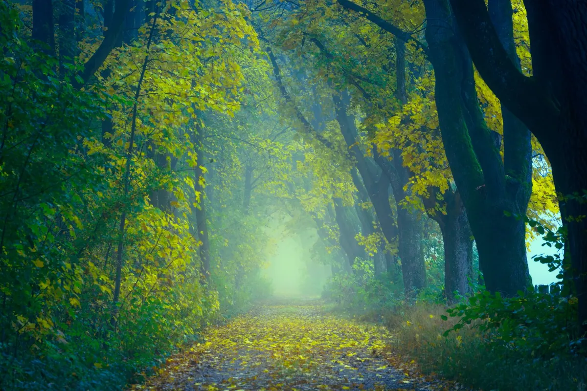 Autumn Walks: How to Plan a Leaf-Peeping Day Trip